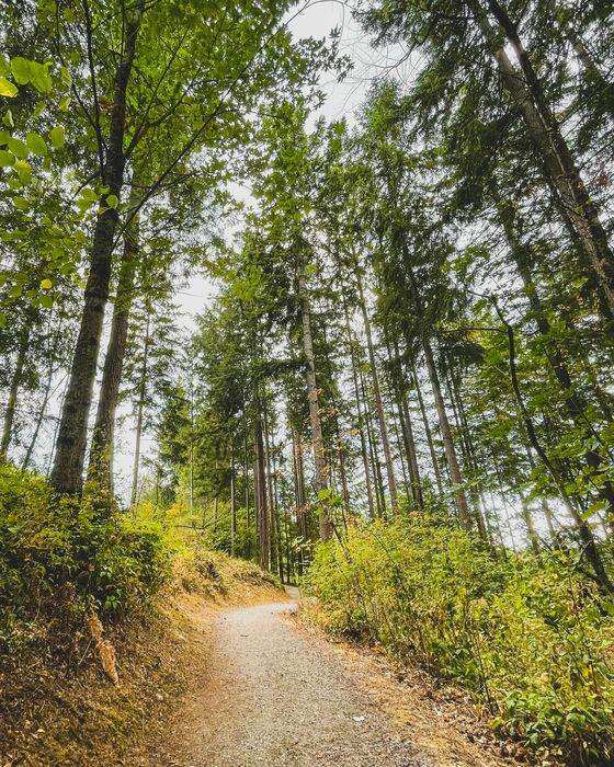 Gravel trail through tall evergreen forest